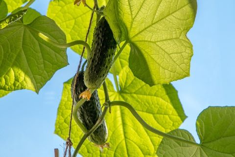 Cucumber Plant Stages Featured Image