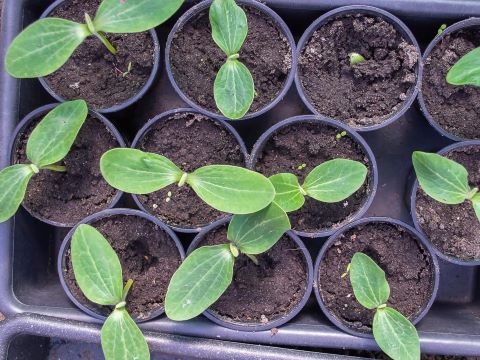 Cucumber Seedling Plant Stage