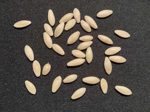 Cucumber Seeds