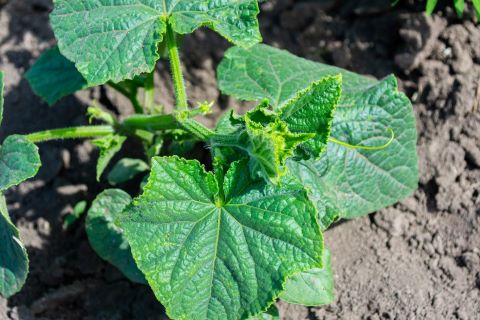 Cucumber Vegetative Growth Plant Stage