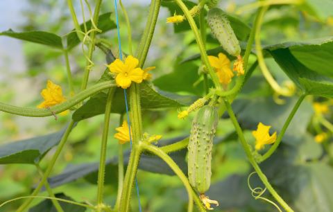 Cucumber Fruiting Plant Stage