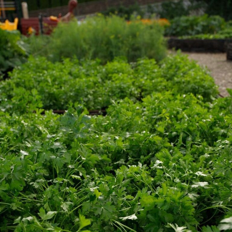 Low Maintenance Herb Garden Featured