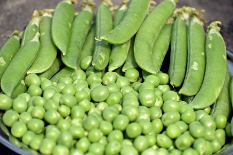 Pea Harvest
