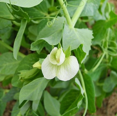 Pea Flowering