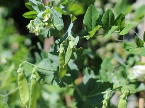Pea Plant Growing Stages- Pod Development