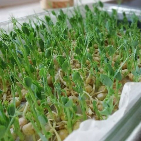 Pea Plant Seedlings