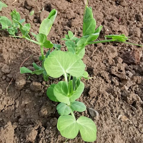 Pea Plant Vegetative Growth Stage