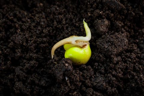 Pea Seed Germinating