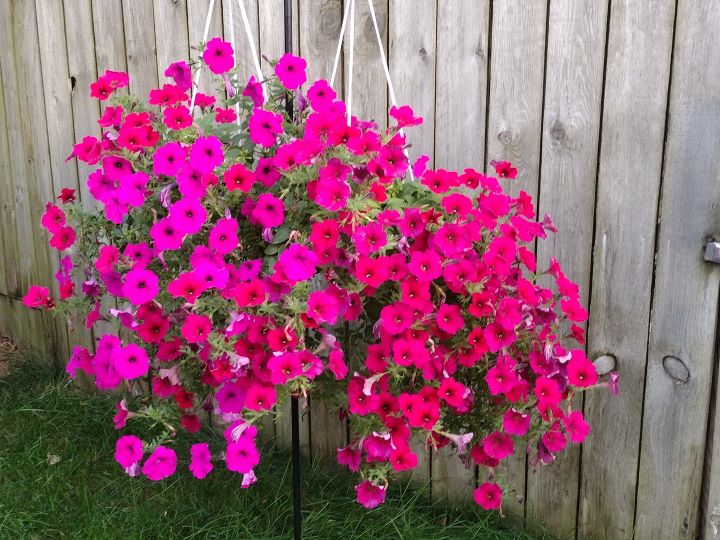 Fertilizer for Petunias Comprehensive Guide to Successful Blooms