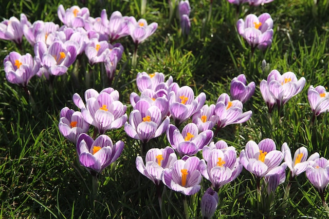 Crocuses are flowers that need to be planted in the fall